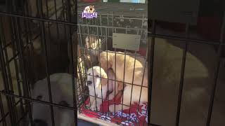 goldenretrieverpuppies visit the vet [upl. by Waltner678]