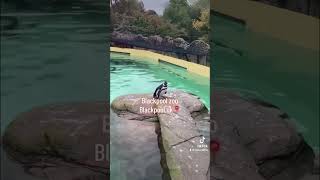 Blackpool zoo funforkids zoo fun blackpool blackpoolzoo animals [upl. by Sokim]