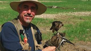 Falconry  Adrian Reuter Cortes my favorite merlin quotMusaquot [upl. by Tekcirc]