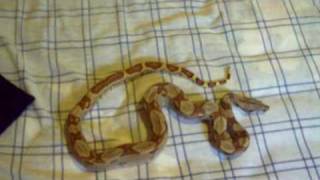 Boa Constrictor Update 3 Carma Bubbles amp Penny [upl. by Luapnaej258]