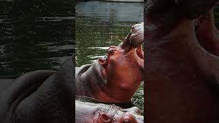 The Surprising Truth About Hippos More Than Meets the Eye [upl. by Gavrah]