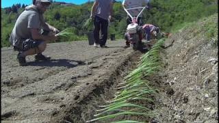 Vidéo plantation oignon [upl. by Granthem304]