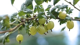 GOOSEBERRIES  HOW TO PLANT AND GROW THEM [upl. by Nanine631]