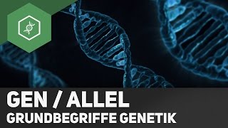 Gen  Allel  Unterschied  Grundbegriffe Genetik 2 [upl. by Resee]