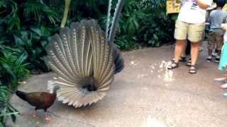 Great Argus Pheasant Mating Dance argusianus argus [upl. by Cromwell]