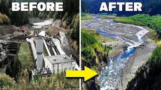 How The Largest Dam Removal Of All Time Brought An Entire Ecosystem Back From Extinction [upl. by Eceertal]