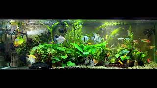 angelfish community aquarium [upl. by Sert476]