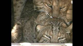 BOBCATS BREEDINGMARCH 2010wmv [upl. by Sherburn41]