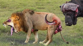 Shocking Moments When Painful Lions Are Attacked And Tortured By Africas Deadliest Preys [upl. by Orhtej]