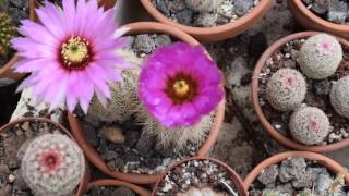 Echinocereus reichenbachii complex [upl. by Giguere912]