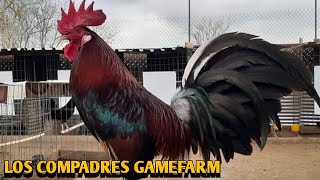 Pure Claret  LOS COMPADRES FARM [upl. by Kayne]