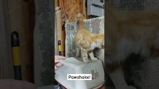 Pawshake  Finger Shake cutekittenvideos kittyantics cutekitty [upl. by Marilla819]