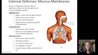 Lecture 19 Immune System [upl. by Jed]