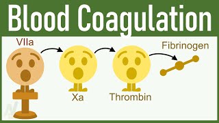 You Will FALL IN LOVE WITH PHYSIOLOGY After watching This Video on Blood Coagulation [upl. by Racklin386]