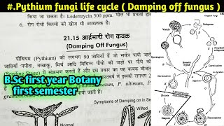 Life Cycle of Pythium fungi Damping off Fungus  Reproduction in pythium fungi BSc first year [upl. by Sisely839]