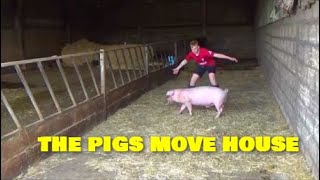 THE PIGS ARE MOVING HOUSE [upl. by Marline]