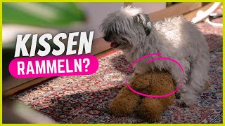 Wieso rammeln Hunde Kissen Kuscheltiere und Beine [upl. by Alaunnoif]