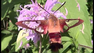 Snowberry Clearwing Moth Slow Motion [upl. by Thorny]