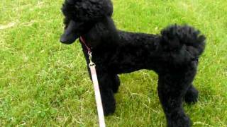 Black Standard Poodle Running [upl. by Anihs]