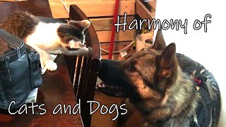 The Harmony of Cats and Dogs Not [upl. by Ahsote]