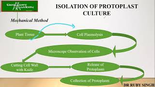 Plant tissue culturelecture 11 Protoplast isolation mechanical method enzymatic method [upl. by Erfert312]