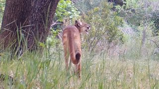 Mountain Lion Screams In The Angeles National Forest [upl. by Eneloj]