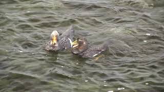 Sex in the sea – a pair of Falklands Steamer Ducks mating then ‘steaming’ across the water [upl. by Akenahs]