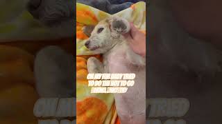 My dog dose the hot to go dance ￼ song music christmas cute [upl. by Annayk]