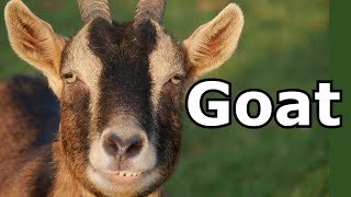 Goat Sounds amp Goat Pictures  The Sound A Goat Makes  Animal Sounds [upl. by Nivrac]