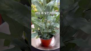 대체 왜 이렇게 분갈이 하는거죠 블루스타펀고사리 Phlebodium aureum ‘Blue star’ [upl. by Oisacin819]