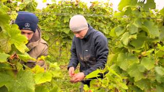 Weinsorte Dornfelder an der Südlichen Weinsraße [upl. by Ednutey]