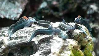 Leaping blenny [upl. by Harlen336]