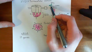 The Structure and Opening Mechanism of CysLoop Receptors Part 4 [upl. by Aem]