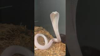 Leucistic Monocled Cobra 🤍☠️ Naja Kaouthia snake reptiles cobra pets trending shorts [upl. by Nereus674]