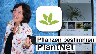 Pflanzen bestimmen mit der App PlantNet So gehts Meine Urlaubstipps mit dem Smartphone 06 [upl. by Ellesirg57]