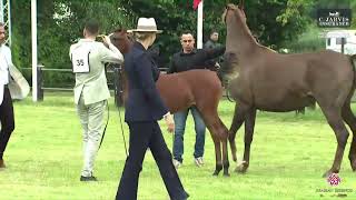 N 35 FORELOCKS YBO Strohen 2024 European Show Filly Foals Class 1 [upl. by Joeann559]