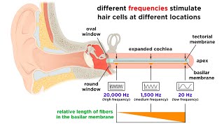 Processing Auditory Somatosensory Olfactory and Gustatory Information [upl. by Amsirac]