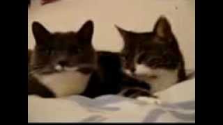 2 süße Katzen sprechen miteinander ♥ [upl. by Ibloc]