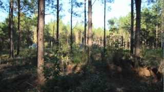 Pine Tree Management for Deer Hunting Bits and Pieces  The Management Advantage 12 [upl. by Damales]