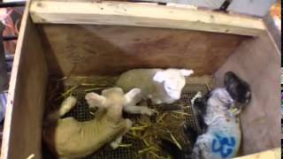 How to Check for Hypothermia in Newborn Lambs  FAI [upl. by Dlopoel357]