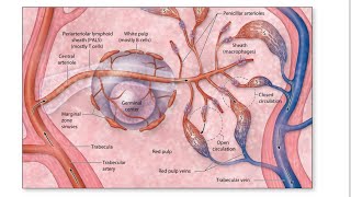 Anatomy of spleen in detailsThymusMALTlymphatic nodules [upl. by Walling]