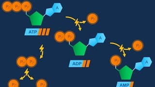 Nucleotidi ed ATP [upl. by Yesllek]