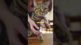 The Truth About Declawing Cats [upl. by Latrina69]