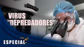 CON VIRUS “DEPREDADORES” BUSCAN COMBATIR BACTERIAS RESISTENTES A LOS ANTIBIÓTICOS [upl. by Intruok]