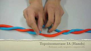 Mechanism of Action of Topoisomerase UCSD Chem 114c [upl. by Lavoie431]