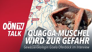 QuaggaMuschel „Verbreitung geht relativ rasch“ [upl. by Egin]