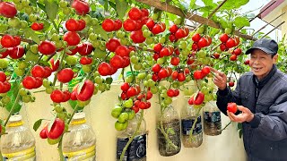 Growing Tomatoes This Way Gets Many Fruits And Doesnt Need Watering [upl. by Sacul]