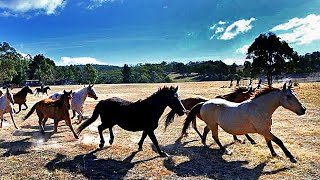 THE BRUMBIES OF THE TINDERRY RANGE • AN AUSTRALIAN STORY [upl. by Mandi]