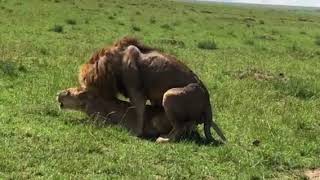 African Lions in Masai Mara National Reserve Kenya [upl. by Yasmeen]