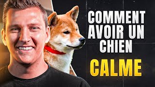 ✅ Comment avoir un chien calme en promenade avec stimuli [upl. by Shien]